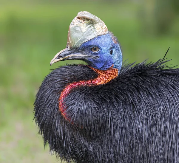 Close Van Een Noordelijke Cassowarie Casuarius Unappendiculatus Stockfoto