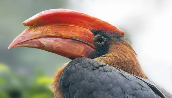 Nahaufnahme Eines Rufous Hornbill Buceros Hydrocorax — Stockfoto