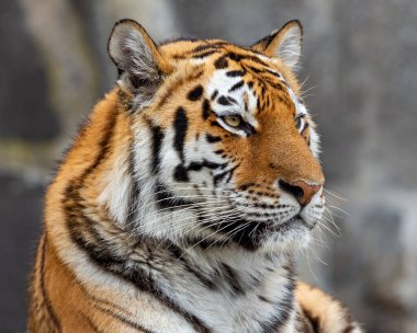 Sibirya kaplanının (Panthera tigris altaica)