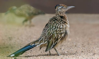 Yürüyen bir Büyük Roadrunner Geococcyx californianus 'un yakın görüntüsü