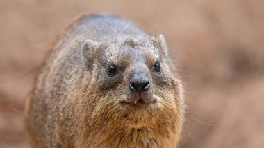Bir Rock Hyrax 'ın ön planı (Procavia capensis)