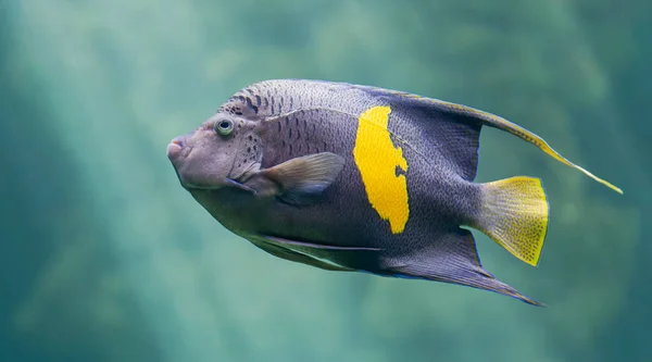 Sarı Çubuk Melek Balığının Pomacanthus Maculosus Yakın Plan Görüntüsü — Stok fotoğraf
