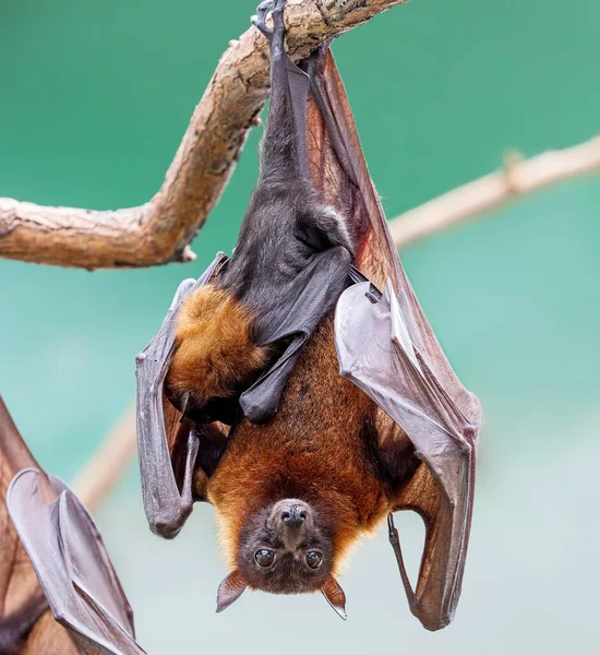 Gros Plan Une Femelle Renard Volant Indien Avec Petit Pteropus — Photo