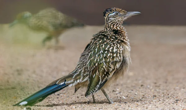 Close Zicht Een Wandelende Grote Roadrunner Geococcyx Californianus — Stockfoto