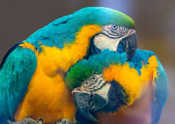 Blauer Und Gelber Ara Ara Ararauna — Stockfoto