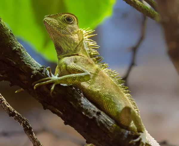 Close View Bell Forest Dragon Gonocephalus Bellii — Stock Photo, Image