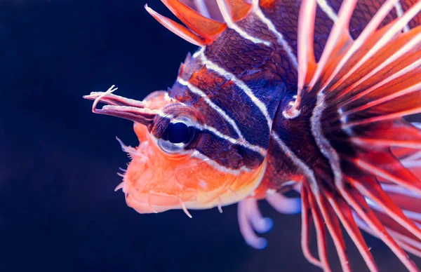 Vista Retrato Lionfish Clearfin Pterois Radiata — Fotografia de Stock