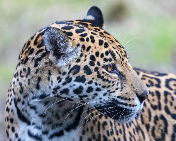 Widok Bliska Samicę Jaguara Panthera Onca — Zdjęcie stockowe