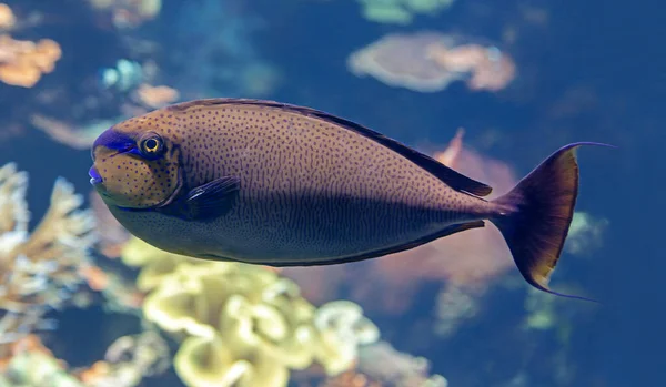 Vista Ravvicinata Pesce Unicorno Dal Naso Grosso Naso Vlamingii — Foto Stock