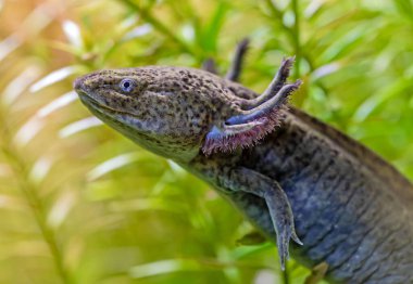Bir Axolotl Portresi Görünümü (Ambystoma mexicanum)