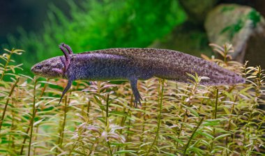 Bir Axolotl 'un (Ambystoma mexicanum) yakın görüntüsü)