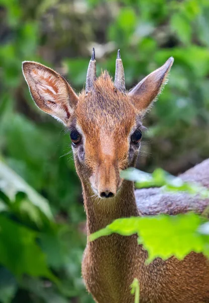 Frontal View Kirk Dik Dik Madoqua Kirkii — Stock Photo, Image