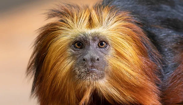 Frontal Close Leão Cabeça Ouro Tamarin Leontopithecus Chrysomelas — Fotografia de Stock