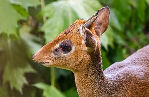 Detail Kirk Dik Dik Madoqua Kirkii — Stock fotografie