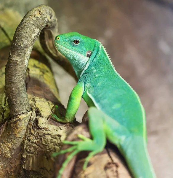 Vista Cerca Una Iguana Con Bandas Lau Brachylophus Fasciatus —  Fotos de Stock