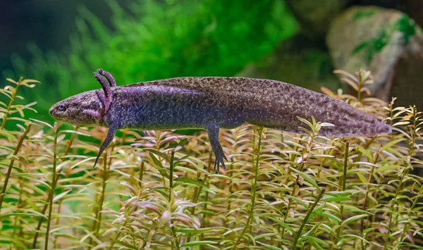 Bir Axolotl 'un (Ambystoma mexicanum) yakın görüntüsü)