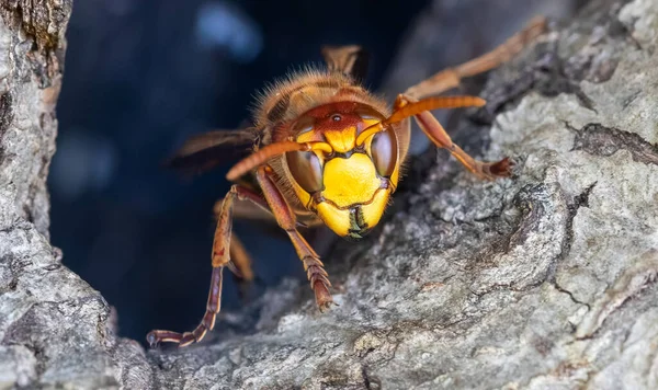 Передний Крупный План Европейского Шершня Vespa Crabro Охраняющего Вход Гнездо — стоковое фото