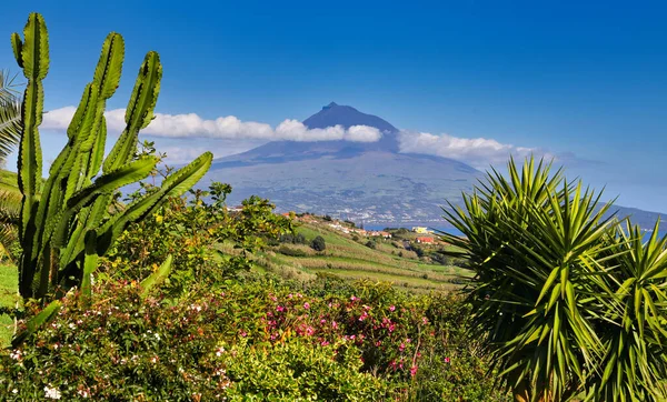 Ilha Pico Com Vulcão Monte Pico Açores Vista Ilha Faial — Fotografia de Stock