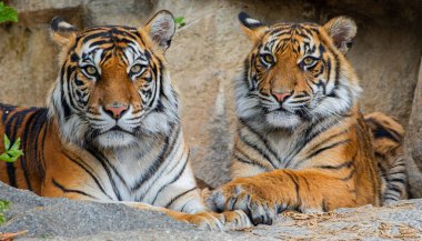 Sumatran kaplanının portre görüntüsü (Panthera tigris sumatrae) - anne ve yavrusu