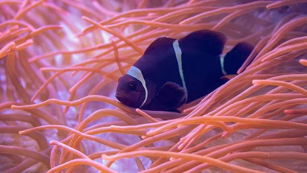 Close View Maroon Clownfish Premnas Biaculeatus Nestled Bubble Anemone — Stock Photo, Image