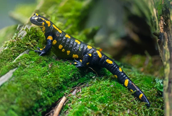 Ritratto Una Salamandra Del Fuoco Salamandra Salamandra — Foto Stock