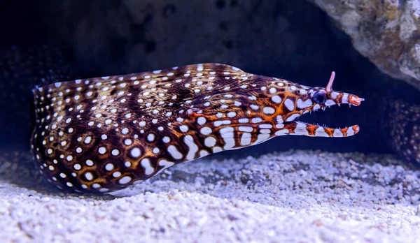 Close View Dragon Moray Enchelycore Pardalis — Stock Photo, Image