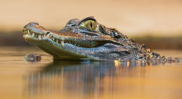 Vista Retrato Caiman Espetacular Caiman Crocodilus — Fotografia de Stock