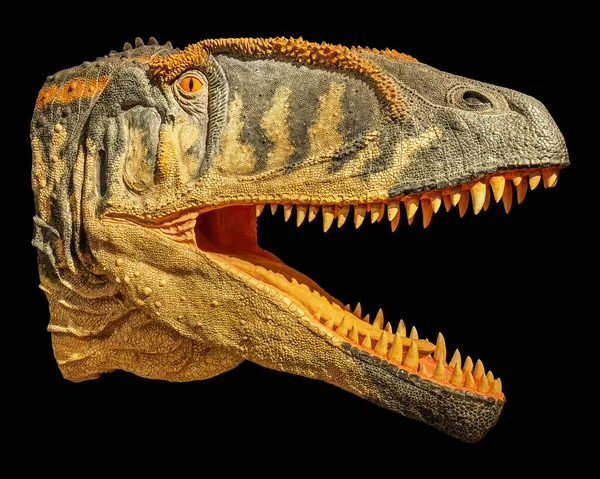 Vista Retrato Uma Cabeça Carcharodontossauro Reconstruída — Fotografia de Stock