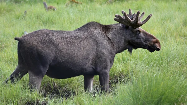 Vahşi moose boğa portresi — Stok fotoğraf