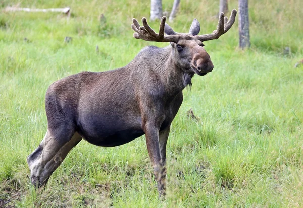 Portrét Bull moose — Stock fotografie