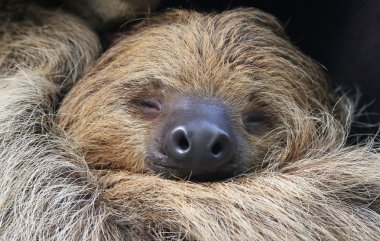 Close-up view of a Two-toed sloth clipart