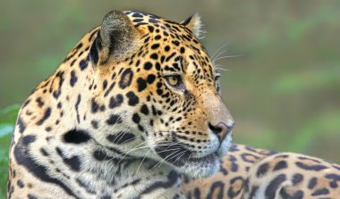 Bir Jaguar 'ın yakın plan görüntüsü (Panthera onca)