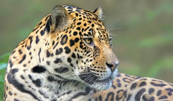 Bir Jaguar 'ın yakın plan görüntüsü (Panthera onca) — Stok fotoğraf