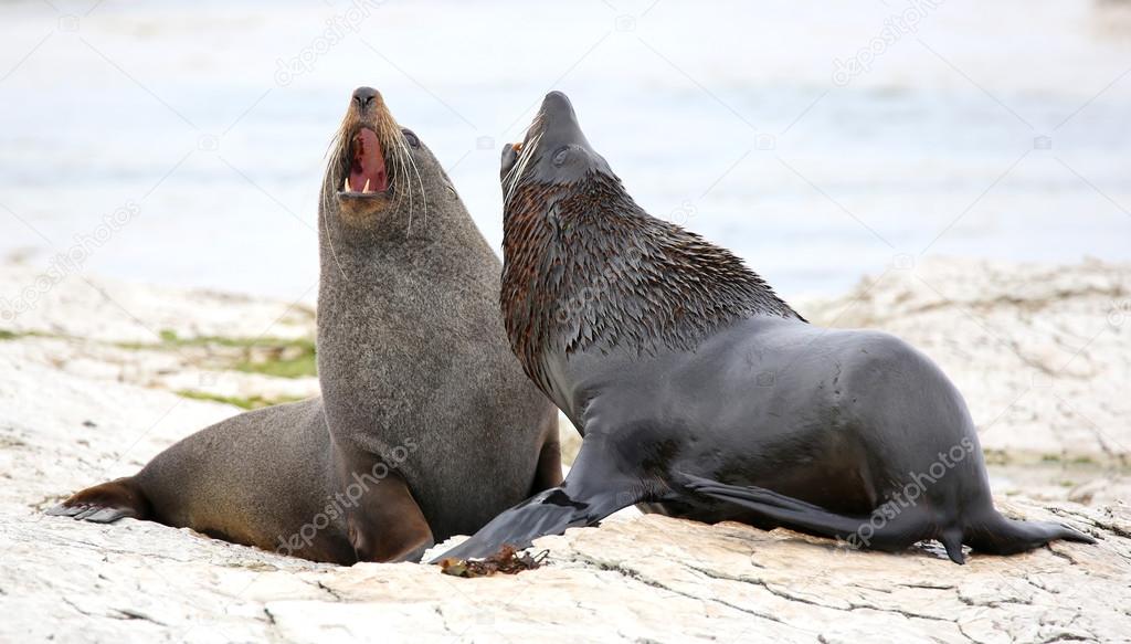 Two young males of New Zealand Fur Seal (Arctocephalus forsteri)