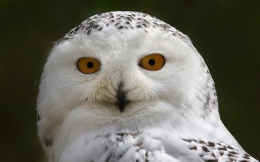 Close-up view of a Snowy Owl clipart