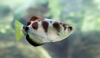 Close-up view of a Banded Archerfish (Toxotes jaculatrix) clipart