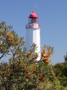 Kloster (ada Hiddensee Almanya deniz fenerinde önünde attıkça diken çilek)