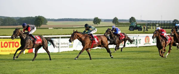 Paardenrace 02 — Stockfoto