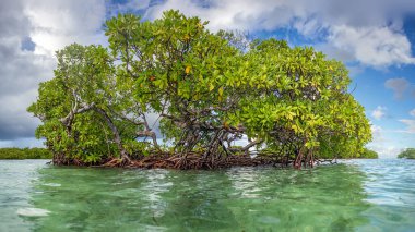Sainte-Rose, Karayip adası Guadeloupe 'un kuzeyinde sığ sularda yetişen özgür bir kırmızı mangrov ağacı.