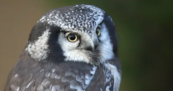 Close-up view of a Northern hawk-owl — Stock Photo, Image