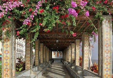 Pergola ile çiçek - La Palma, Canary Islands