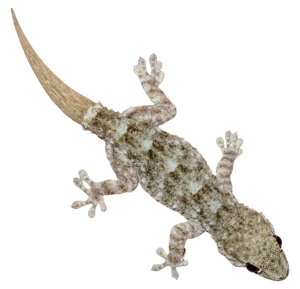 Gecko beyaz arkaplanda izole edildi — Stok fotoğraf