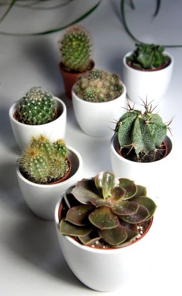 Mix of cactuses and other plants in the white pots — Stock Photo, Image