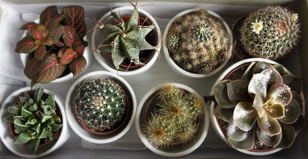 Mix van cactussen en andere planten in de witte potten — Stockfoto