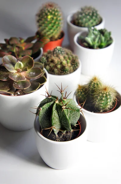 Mezcla de cactus y otras plantas en las macetas blancas — Foto de Stock