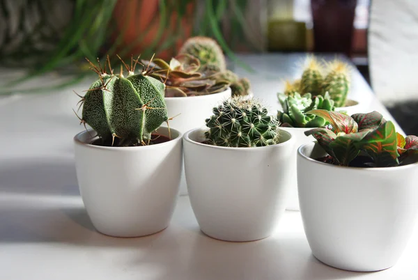 Mezcla de cactus y otras plantas en las macetas blancas —  Fotos de Stock