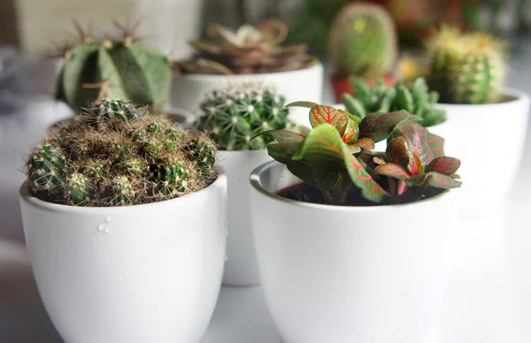 Mezcla de cactus y otras plantas en las macetas blancas — Foto de Stock