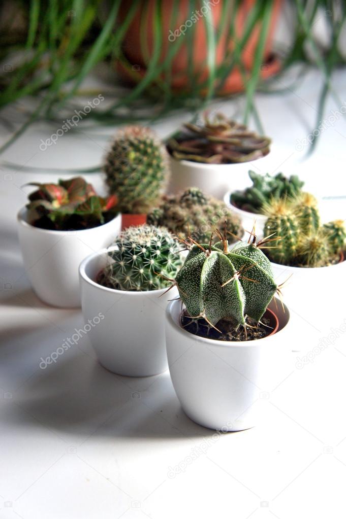 Mix of cactuses and other plants in the white pots 