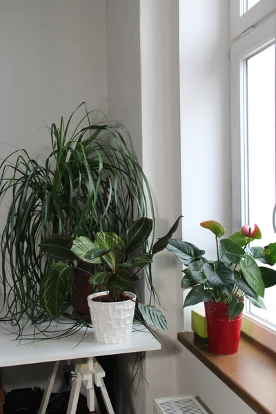 Beyaz oda içinde houseplants karışımı — Stok fotoğraf