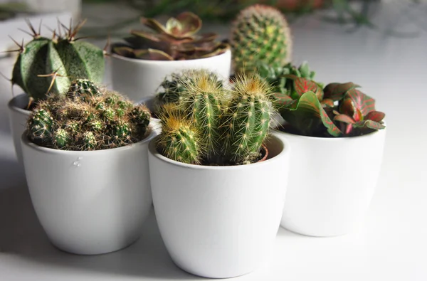 Mezcla de cactus y otras plantas en las macetas blancas —  Fotos de Stock